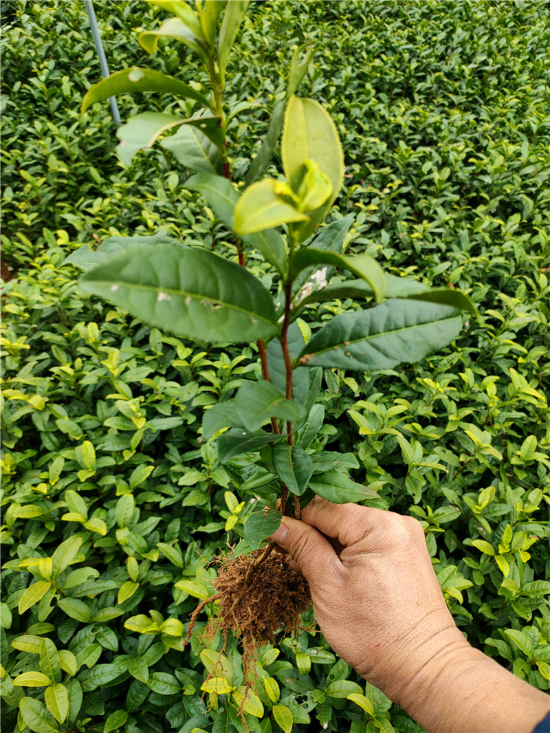 特早奶白茶苗,乌牛早茶苗,中茶108茶苗,龙井43茶苗,117号茶苗,中黄