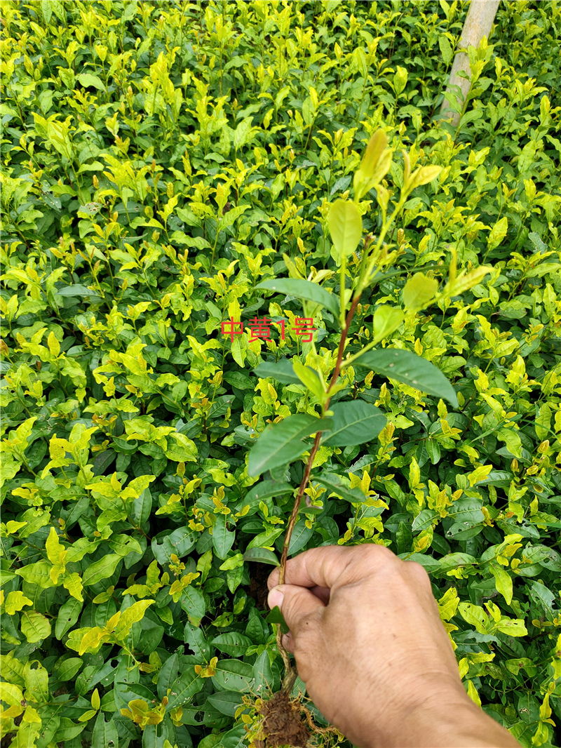 特早奶白茶苗,乌牛早茶苗,中茶108茶苗,龙井43茶苗,117号茶苗,中黄