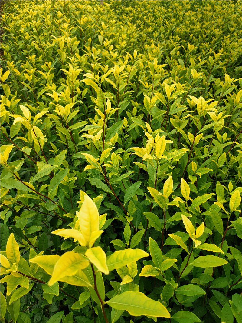 中黄3号茶苗 (12)