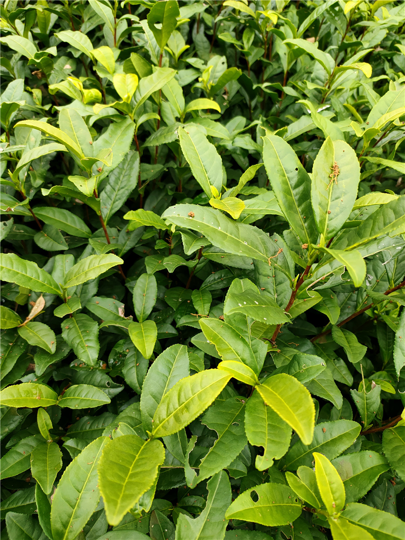 中黄3号茶苗 (14) - 嵊州市铭果家庭农场