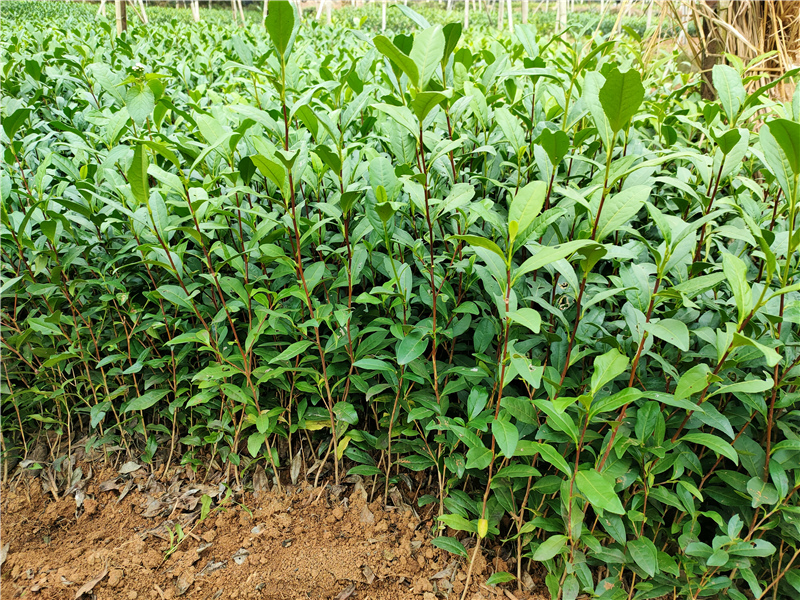 中茶108茶苗,龙井43茶苗,117号茶苗,中黄一号茶苗,黄金芽茶苗,中黄2号