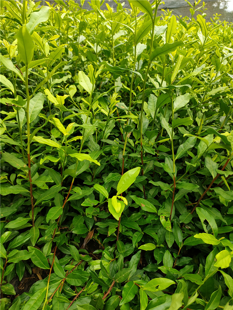 中黄3号茶苗 (6)