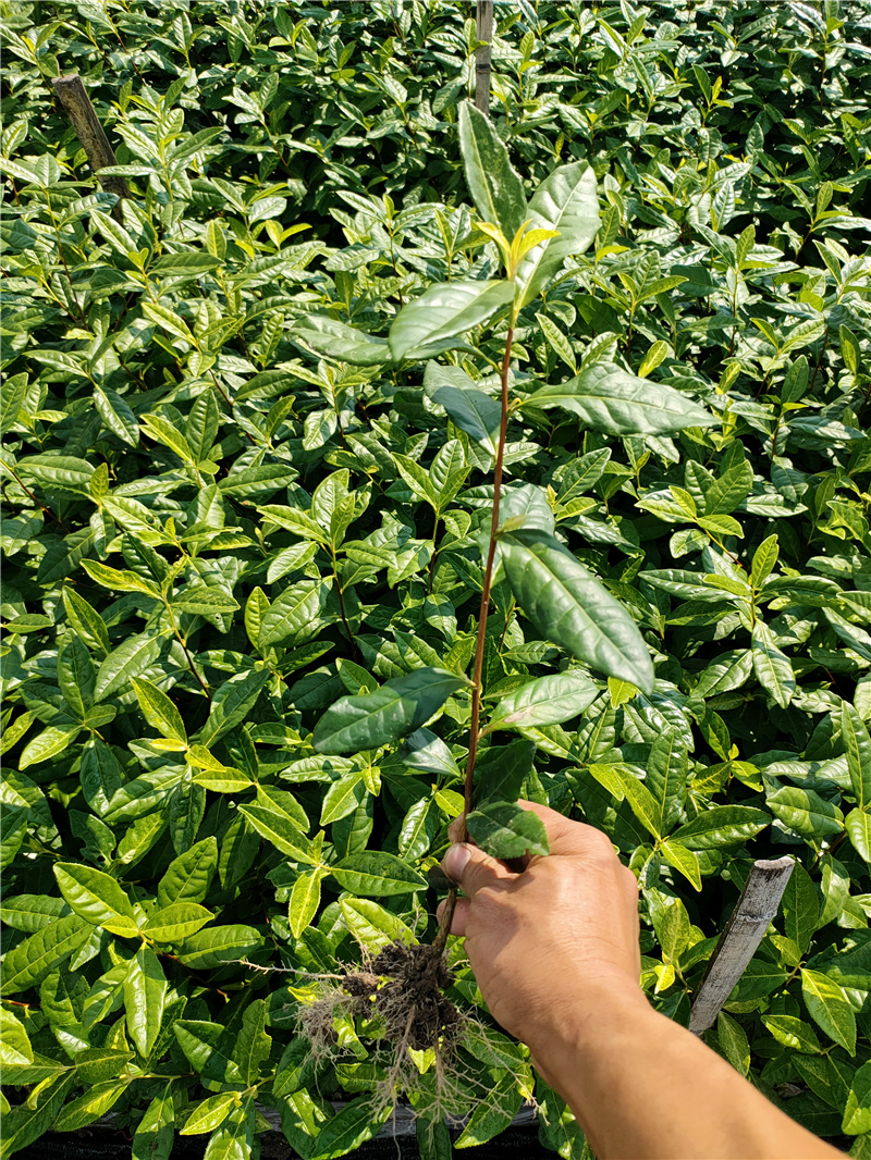 中茶108茶苗,龙井43茶苗,117号茶苗,中黄一号茶苗,黄金芽茶苗,中黄2号