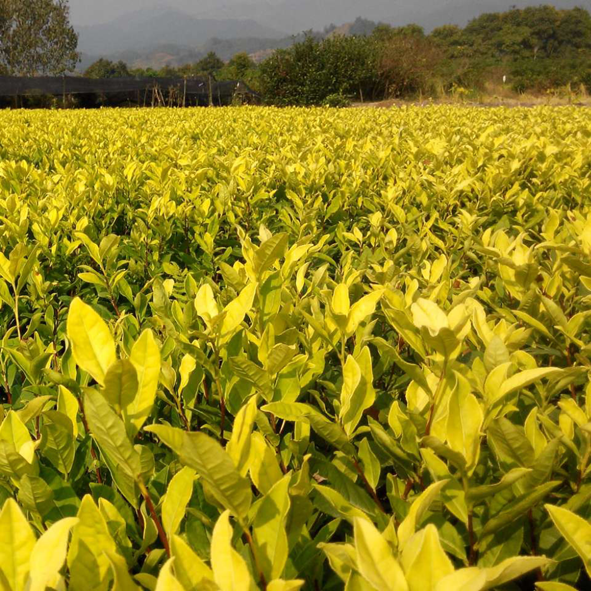 越黄1号(龙井早黄)茶苗 (3).jpg