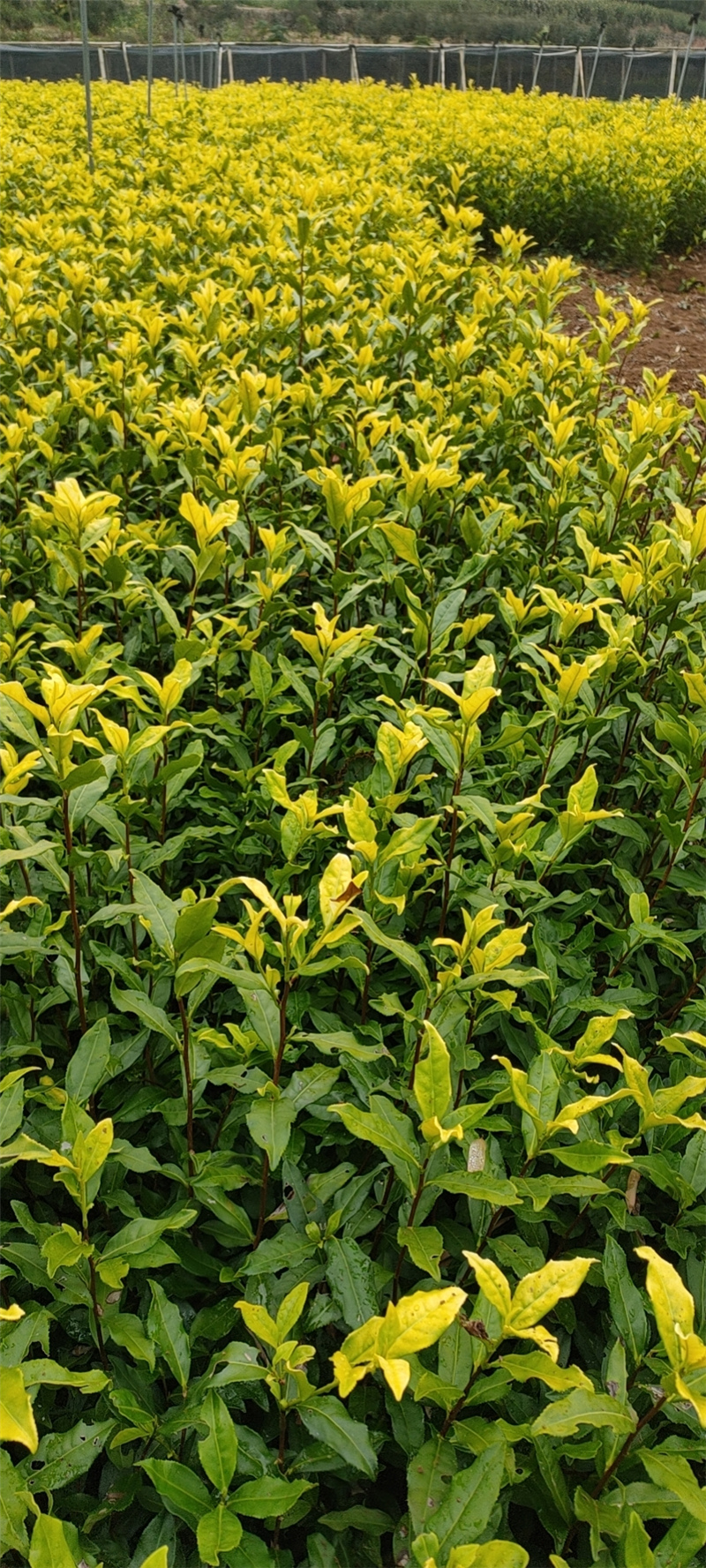 中茶108茶苗,龙井43茶苗,117号茶苗,中黄一号茶苗,黄金芽茶苗,中黄2号