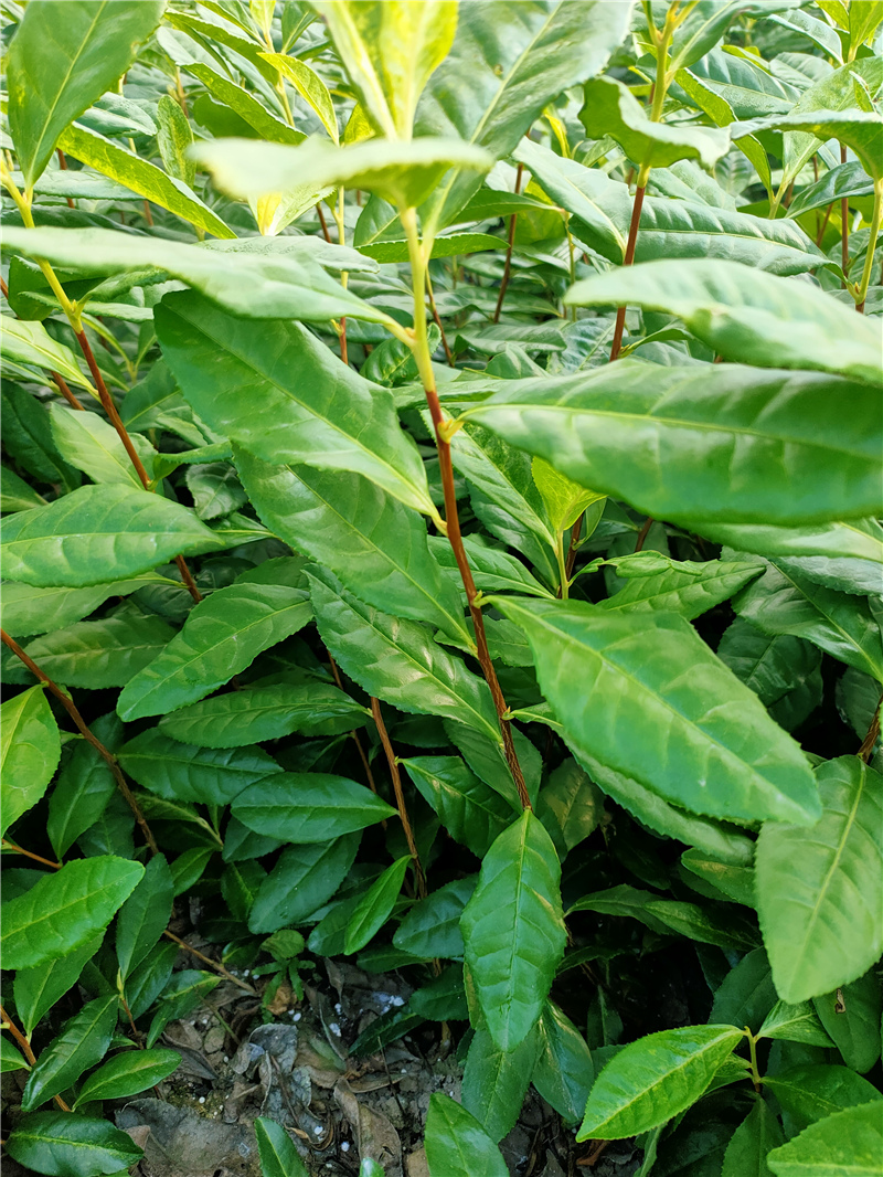 中黄3号茶苗 (31) - 嵊州市铭果家庭农场