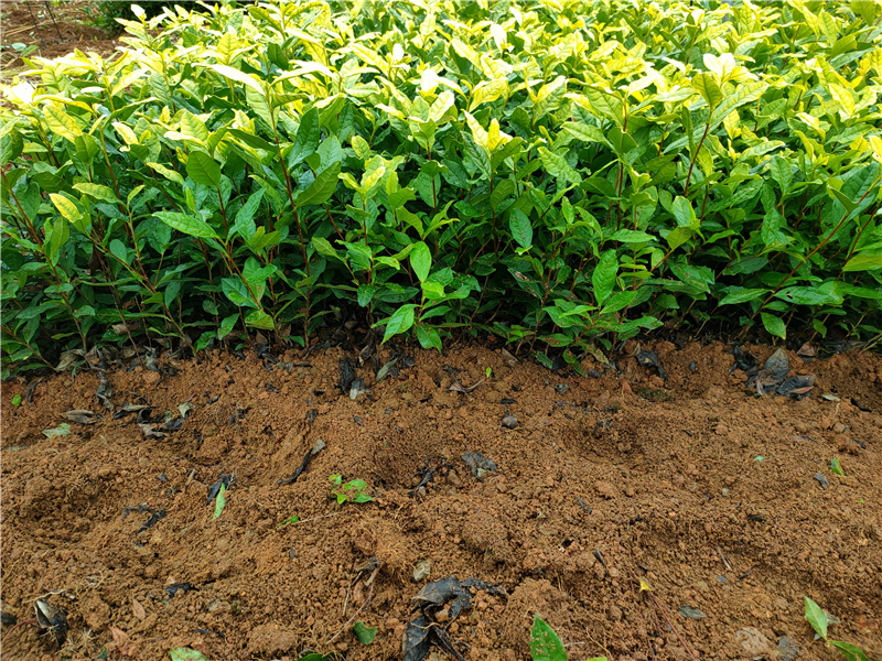 水晶白茶茶苗 (3)