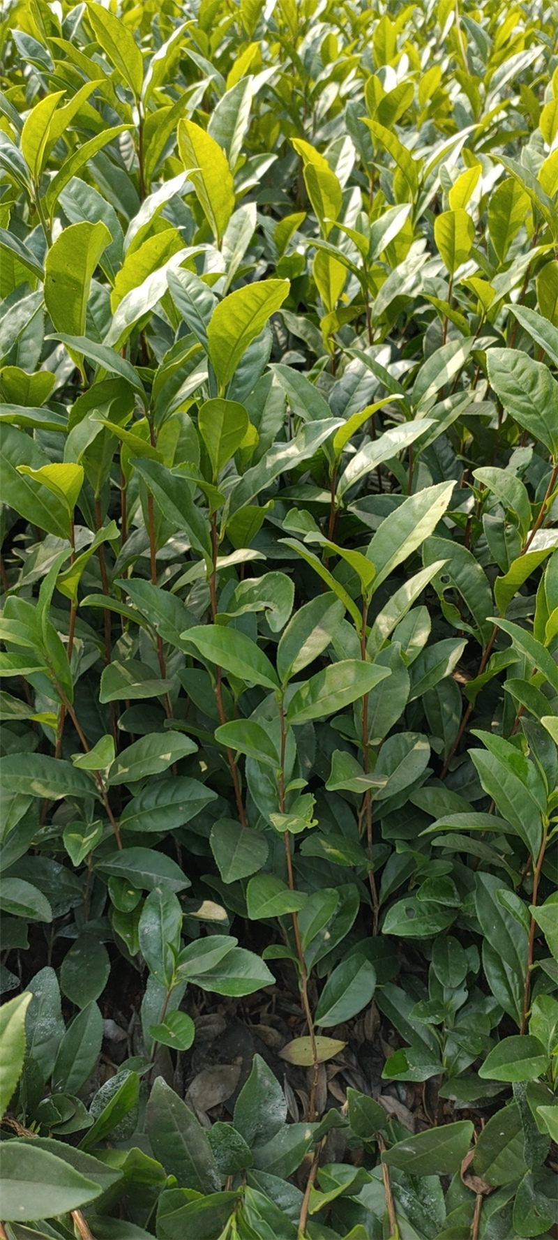 越黄1号(龙井早黄)茶苗 (1) - 嵊州市铭果家庭农场