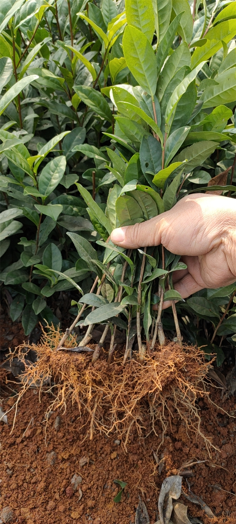 越黄1号(龙井早黄)茶苗 (5)