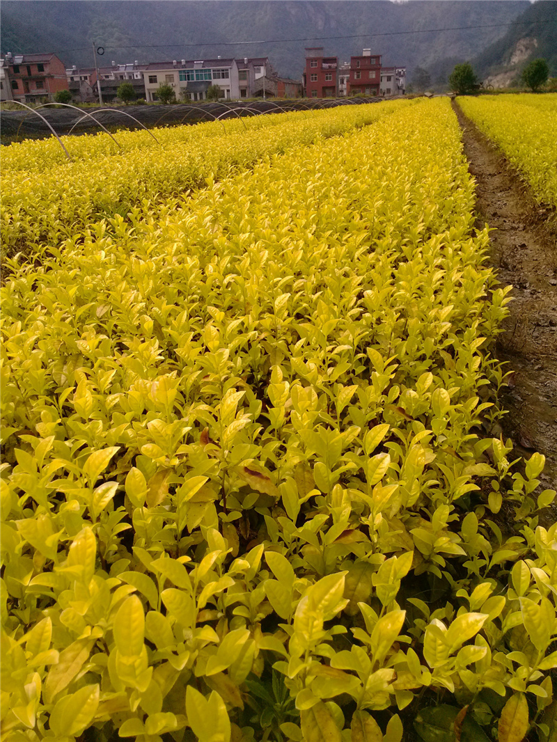 117号茶苗,中黄一号茶苗,黄金芽茶苗,中黄2号,中黄3号,越黄1号(龙井早